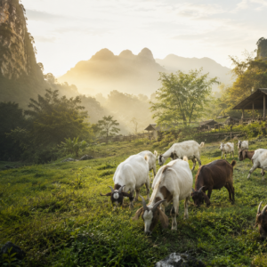 Dê giống Gia Hưng
